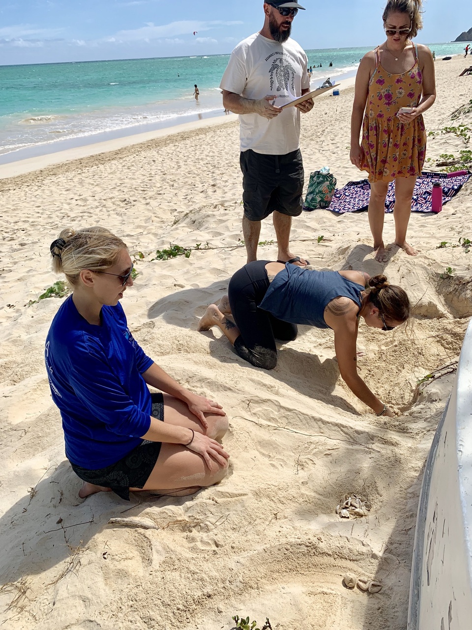 Sea turtle biologists excavate nest in sand.