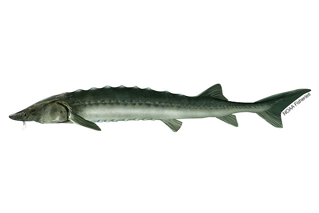 Sakhalin sturgeon illustration