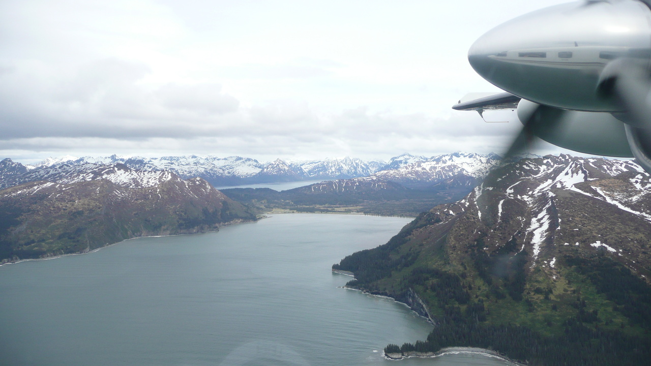 Population Of Cook Inlet Beluga Whales Declining - Radio Kenai