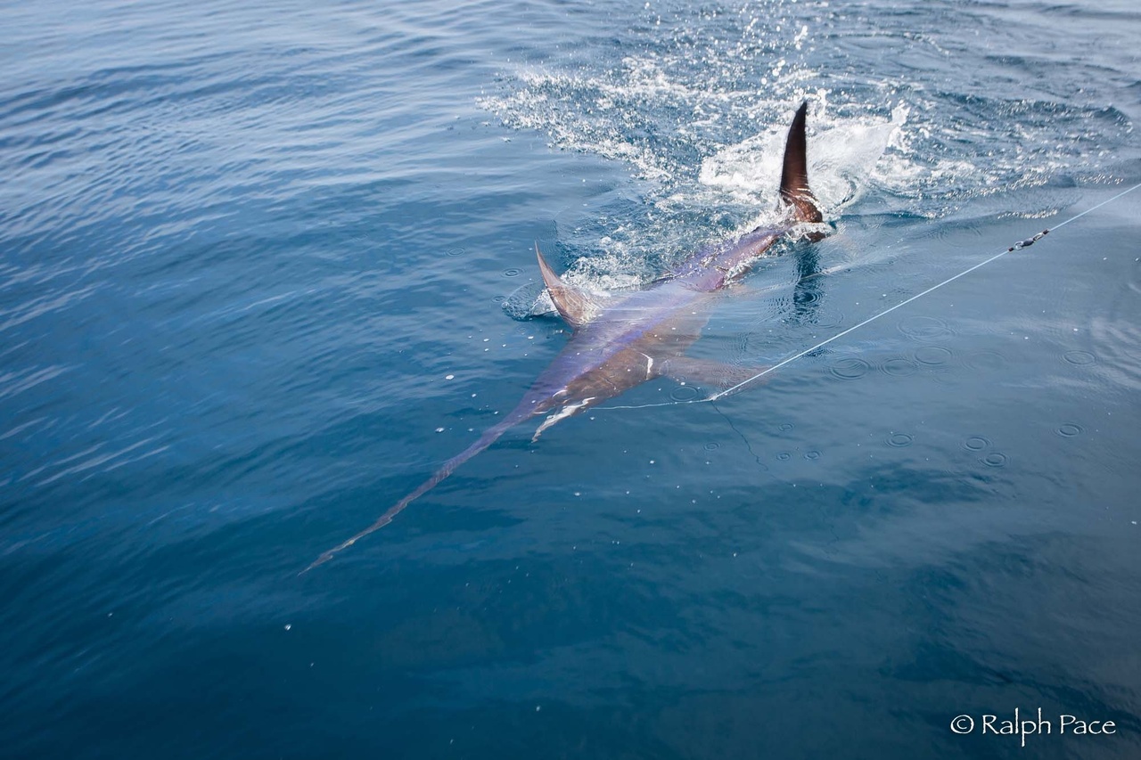 Innovation In Swordfish Fishery Fetches A Higher Market Price NOAA