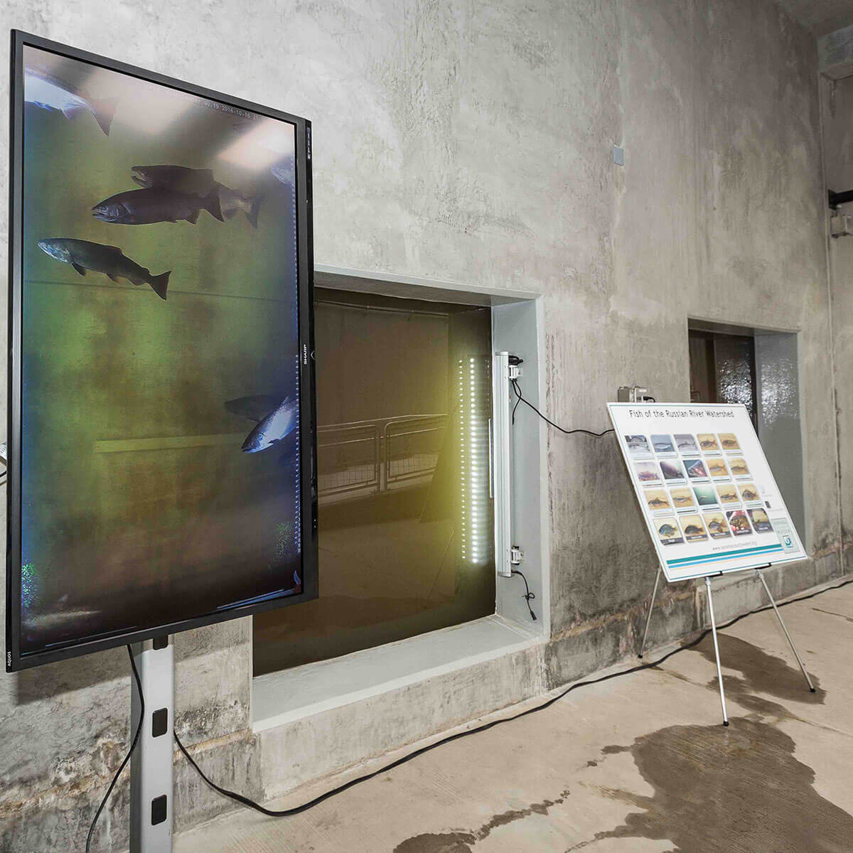 fish viewing window at mirabell fish ladder