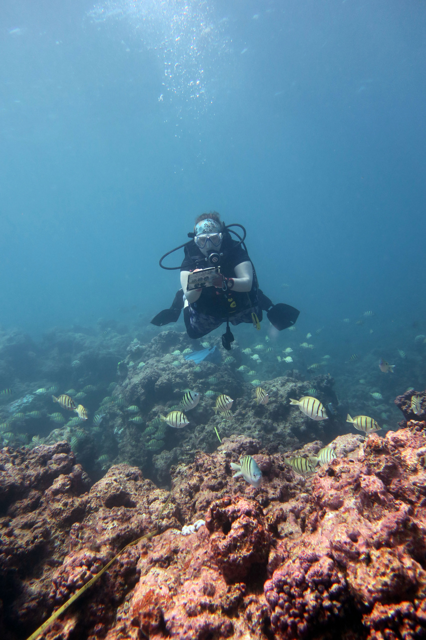 Sometimes you have to wear many hats. Our Chief Scientist Hannah Barkley works hard in the field conducting a coral bleaching survey. She will return to the ship after a day of diving to synthesize data and plan the next day's operations. <i>Photo: NOAA Fisheries/James Morioka. </i>