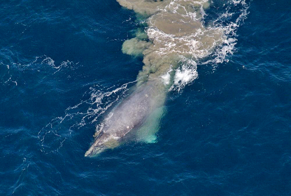 This image of a feeding gray whale was taken in the Chukchi Sea in 2019.