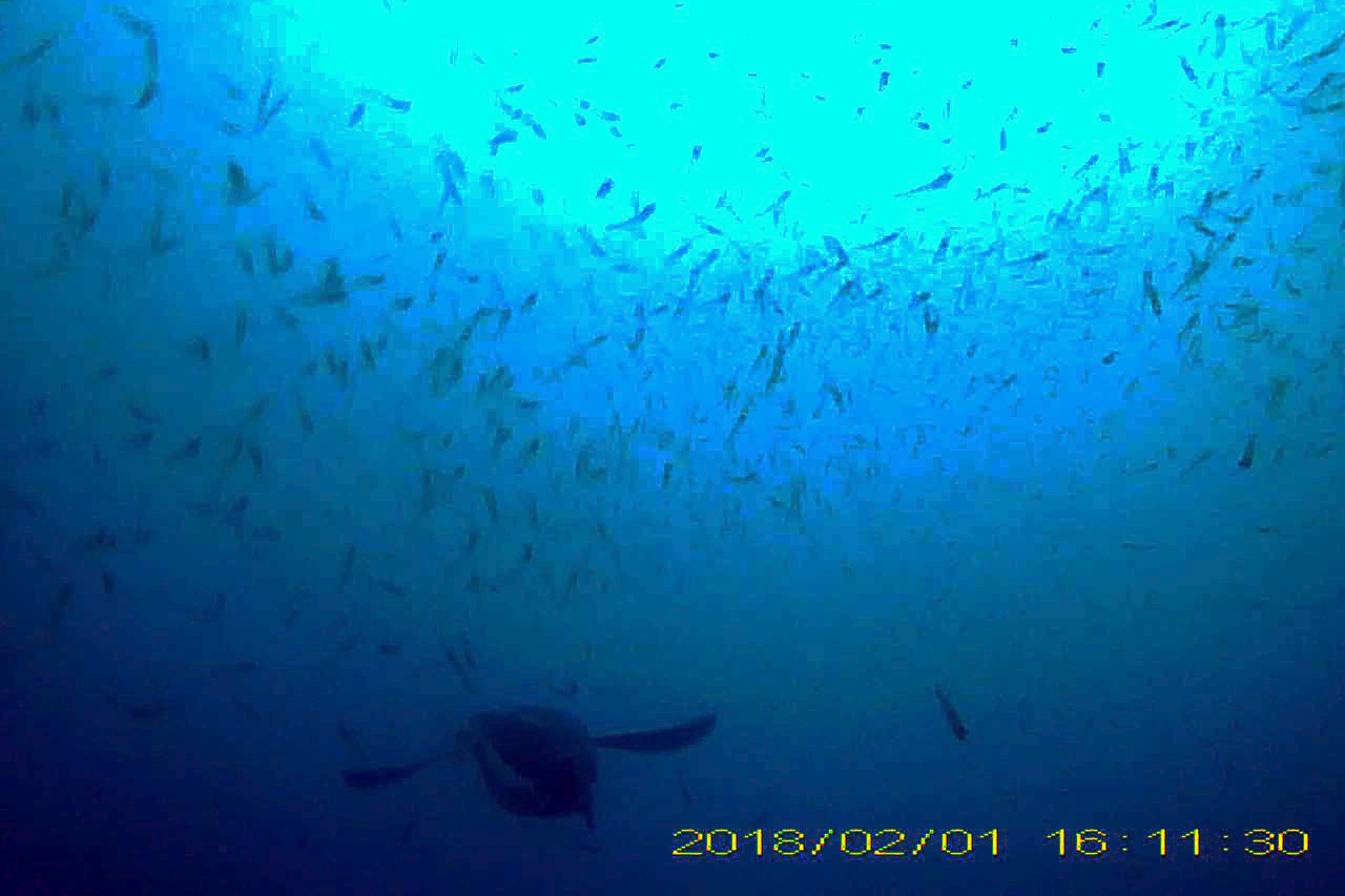 Watters_AERD_penguin in krill patch_2020_008590-edit (1).jpg
