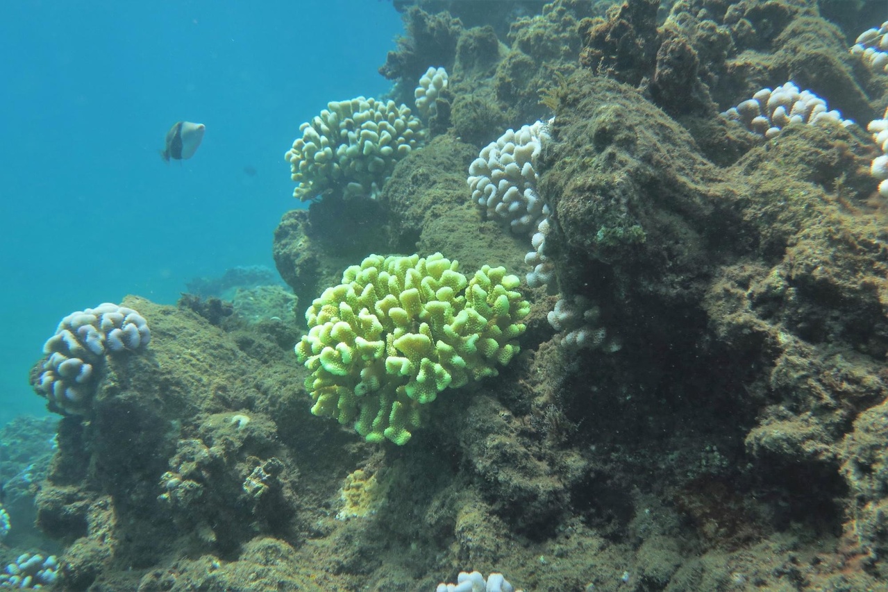 Fluorescing colonies interspersed among bleached colonies of Pocillopora meandrina at Black Point, Maui.