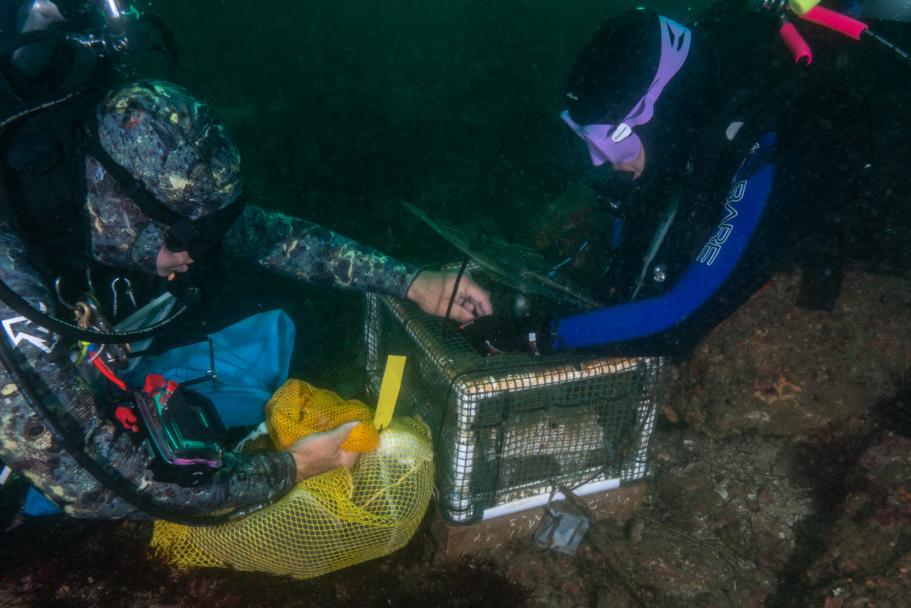 1_20191025_White_abalone_SAFE_Outplanting_Divers_AdamObaza_PMRG.jpg