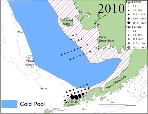 these winds help transport newly hatched fish to this northern