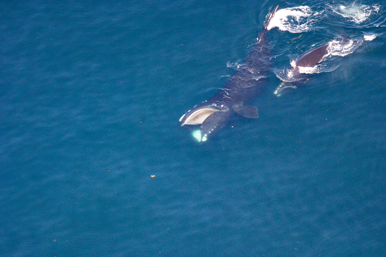 2020-whale-week-NARW-1280x853-main.jpg