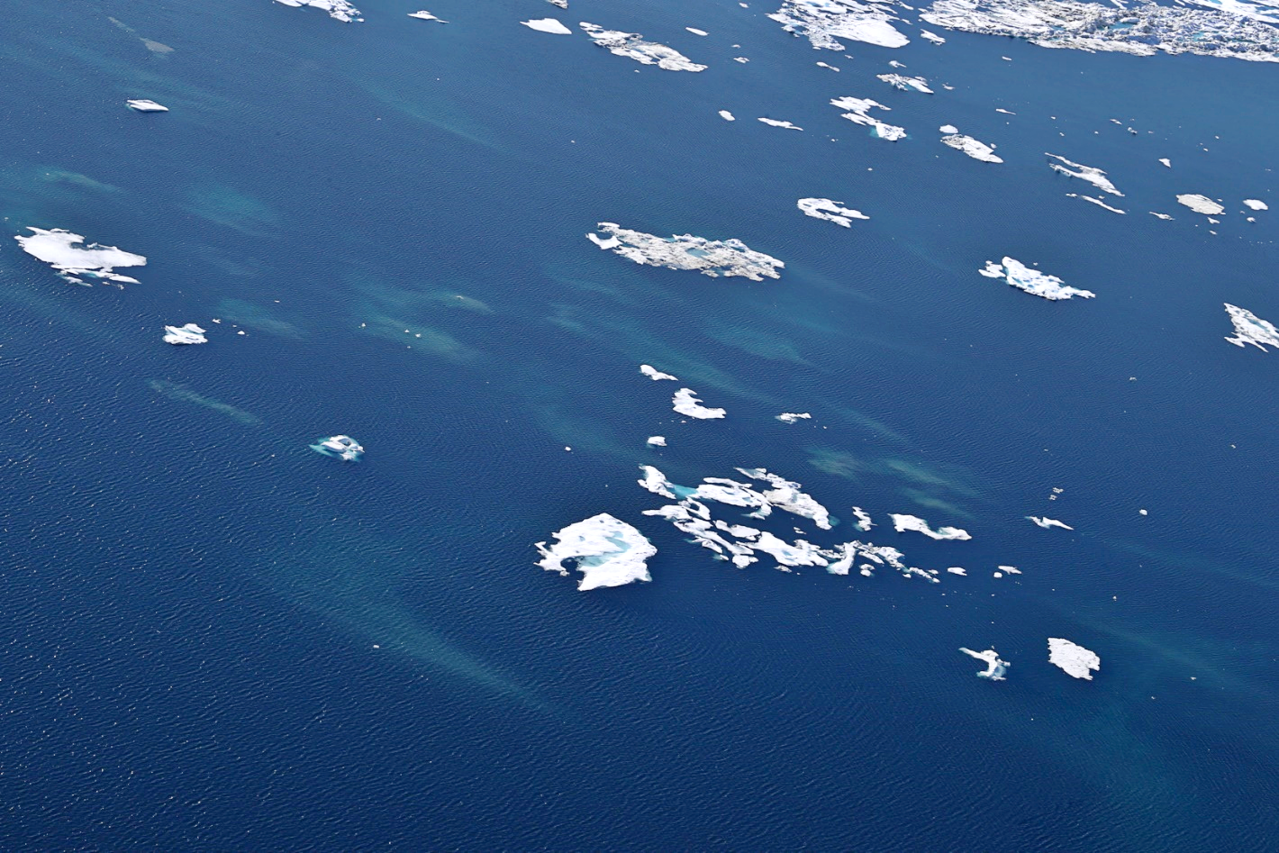 This photo of gray whale mud plumes in broken floe ice in the Chukchi Sea was taken in 2016. The plumes are well-formed at first, but become more dispersed over time as ocean currents move them around.