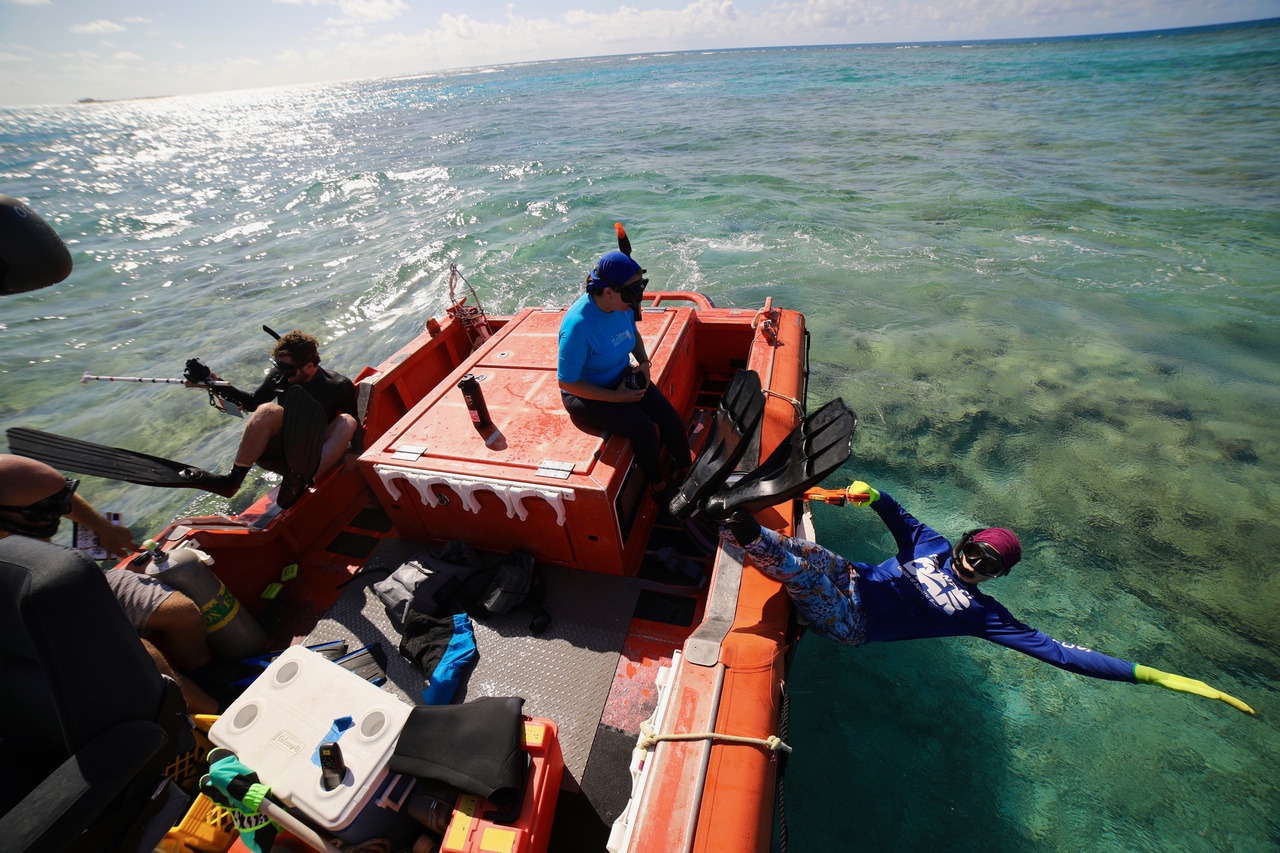 Team Members Noah Pomeroy, Kerry Reardon, and Jenni Samson jump in to conduct a snorkel bleaching survey at Kānemilohaʻi/Lalo/Mokupāpapa (also known as French Frigate Shoals). <i>Photo: NOAA Fisheries/James Morioka. </i>