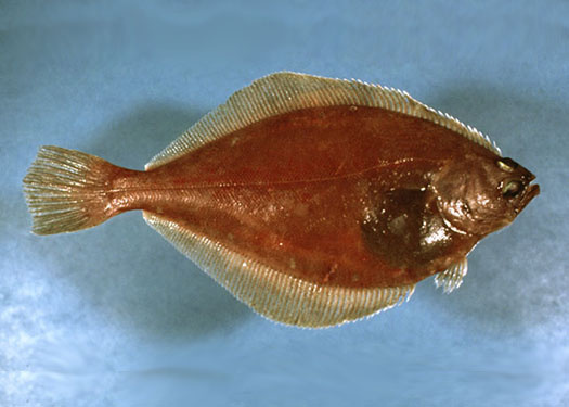 Plaice_nefsc.jpg