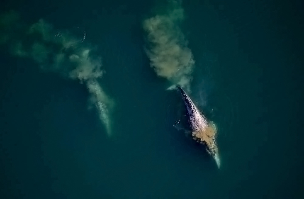 These whales were found feeding in the southern Chukchi Sea in 2019.