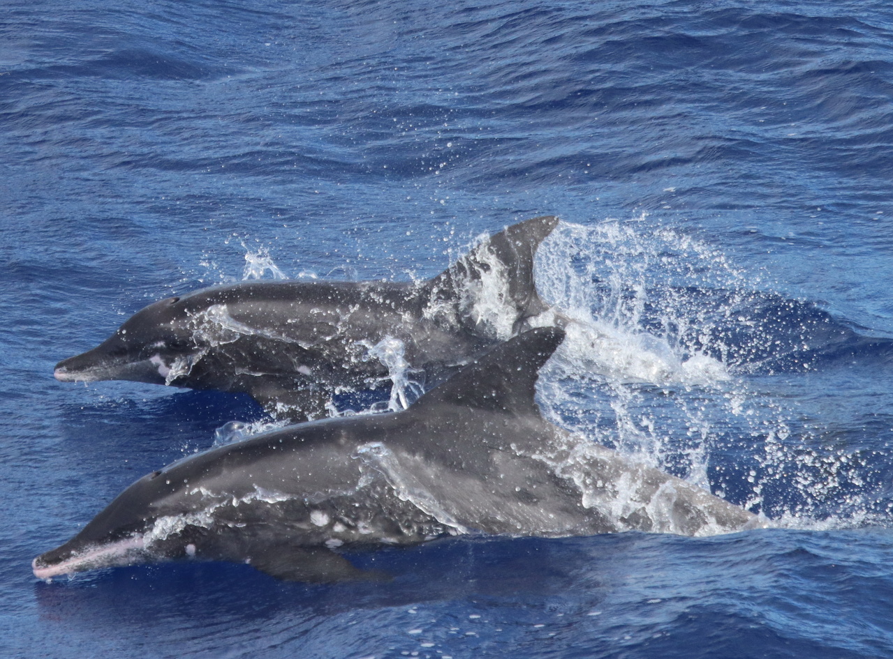 Rough-toothed dolphins are fairly common around the Hawaiian Islands, and are distinguished by their reptilian-like heads. Photo: NOAA Fisheries/Andrea Bendlin.