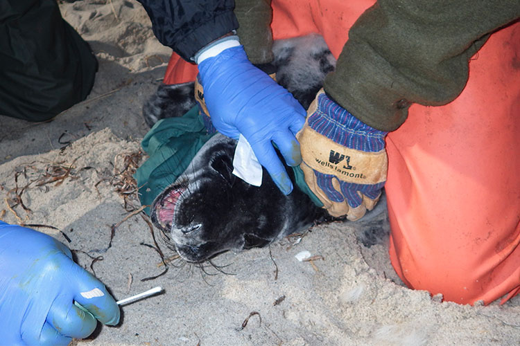 Nasal swab sample are collected from a gray seal pup for virology analysis