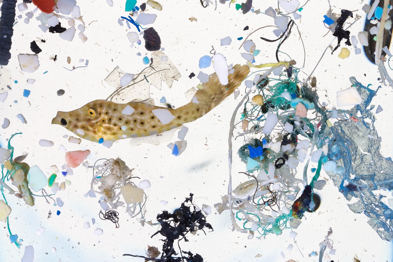 PreySize Plastics are Invading Larval Fish Nurseries NOAA Fisheries