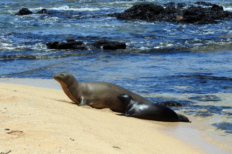 RO28/Pohaku with pup on Kauai beach.