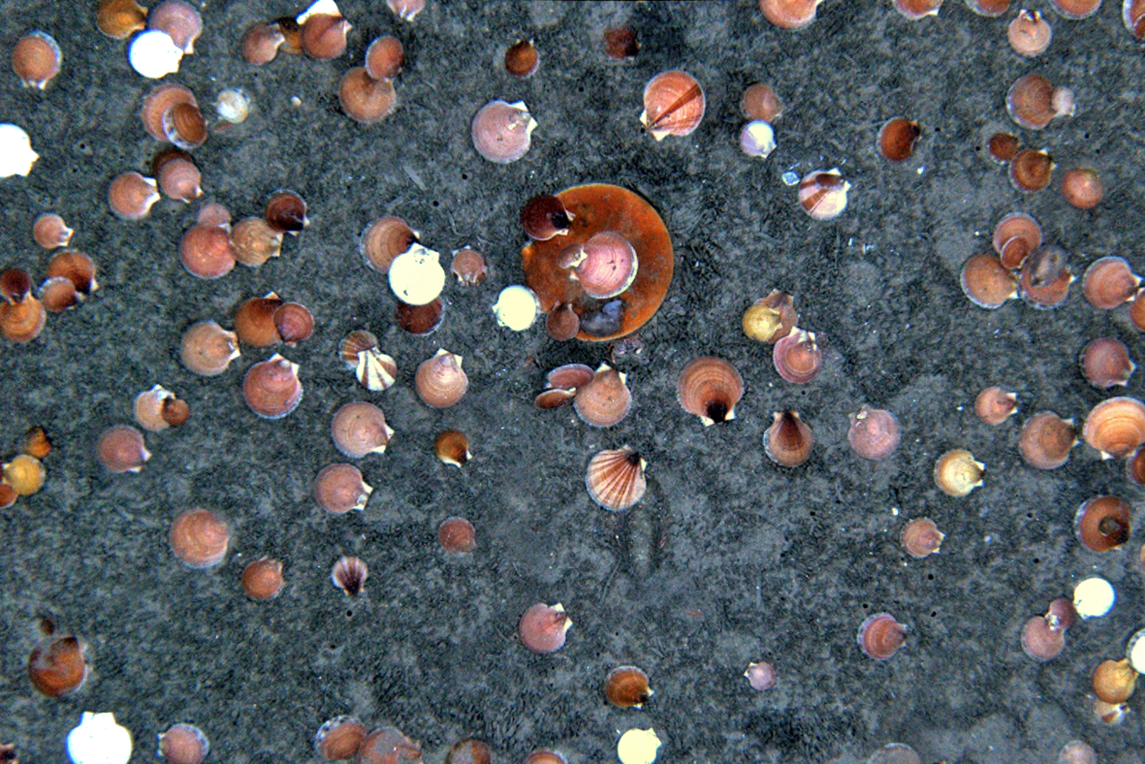 One large adult sea scallop and many smaller, younger ones on the ocean floor