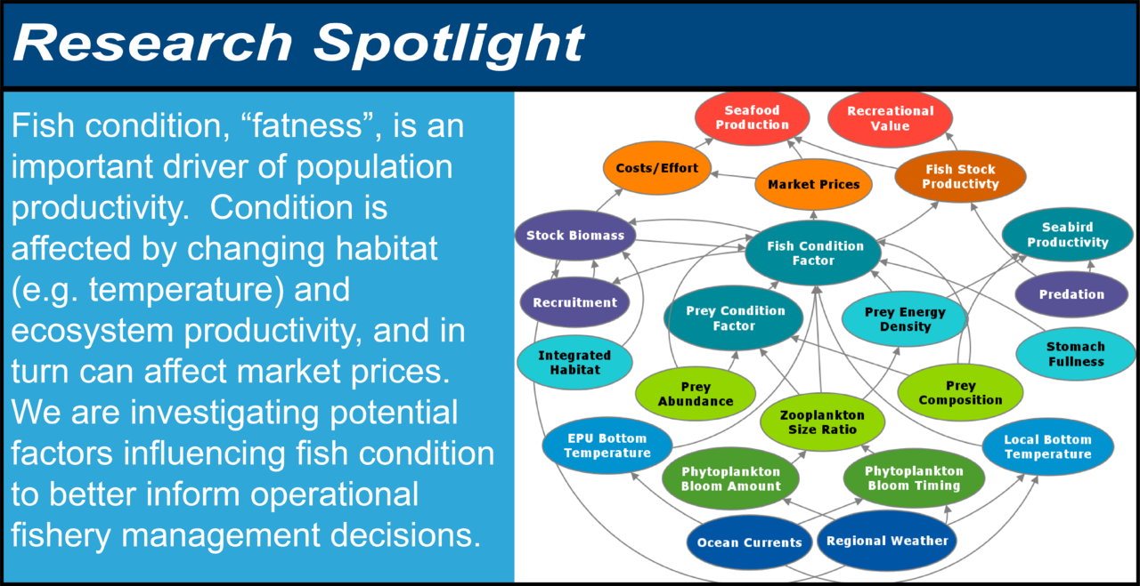 Infographic showing the research spotlight on fish condition. Fish condition, "fatness," is an important driver of population productivity. Condition is affected by changing habitat (e.g. temperature) and ecosystem productivity, and in turn can affect market prices. We are investigating potential factors influencing fish condition to better inform operational fishery management decisions. The diagram shows possible relationships between oceanographic and habitat indicators, food web indicators, fish condition factor, fish population indicators, fishery economics indicators, and fishery objectives such as seafood production.