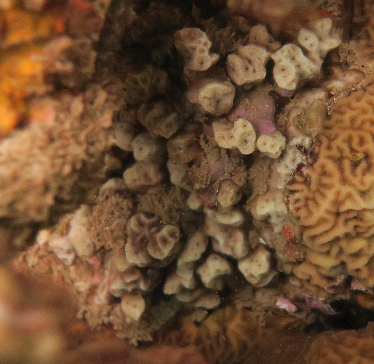 Benthic divers found two colonies of Psammocora obtusangula—each only about 5–8 cm wide, and each at different dive sites in Lana'i. This rare coral species sent our scientist to the ID guides to figure out what they had seen. Our divers remain alert for new and rare species while they conduct their monitoring surveys for fishes and corals. <br><i>Photo: NOAA Fisheries/Brittany Huntington.</i>