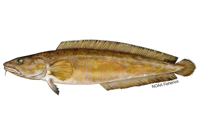 Cusk fish illustration