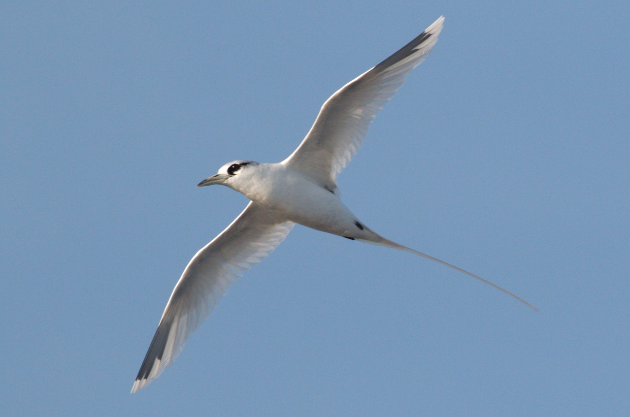 A curious white-tailed tropicbird does a "fly-by" over the Sette. Tropicbird tails can be up to 18 inches long! Photo: NOAA Fisheries/Michael Force.