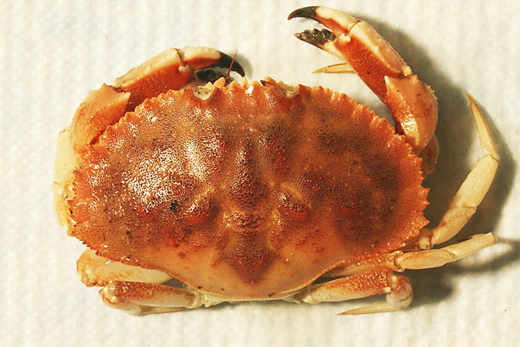 750x500-jonah_crab1_fullsize-edit.jpg
