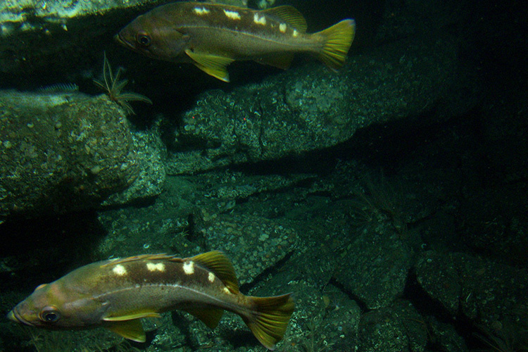 Yellowtail rockfish close up on rocky reef habitat.
