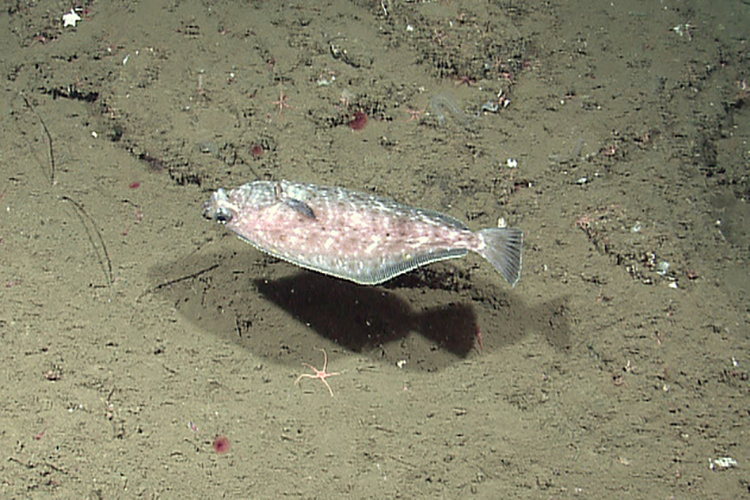 750x500-English-sole-NOAA-Okeanos Explorer.jpg