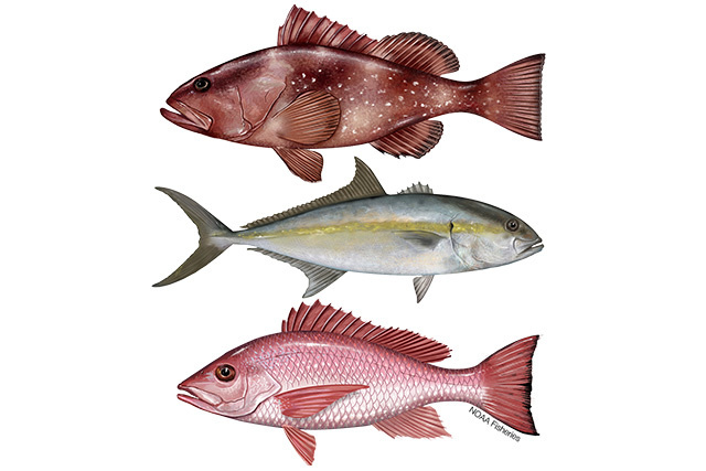 Illustration of red grouper, red snapper, and greater amberjack
