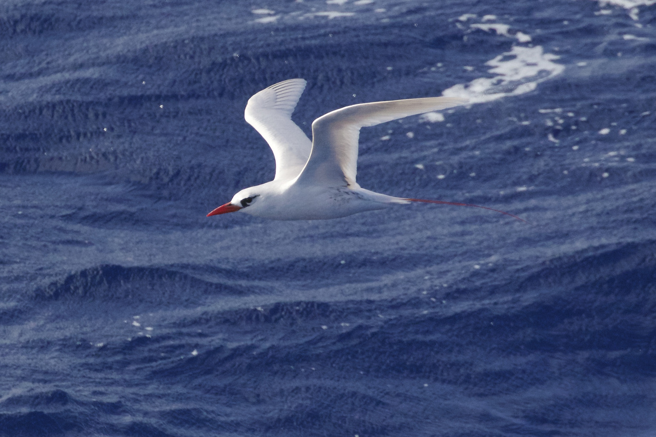 Red-tailed Tropicbird is one of three species of tropicbirds, widespread throughout the world’s tropical oceans. They feed primarily on flying fish, making spectacular plunges into the sea, often from extreme heights above the ocean. All three species sport specialized central tail feathers longer than the other feathers. The deep carmine red tail streamers of the Red-tailed Tropicbird were highly coveted by many south Pacific cultures. Photo: NOAA Fisheries/Michael Force.