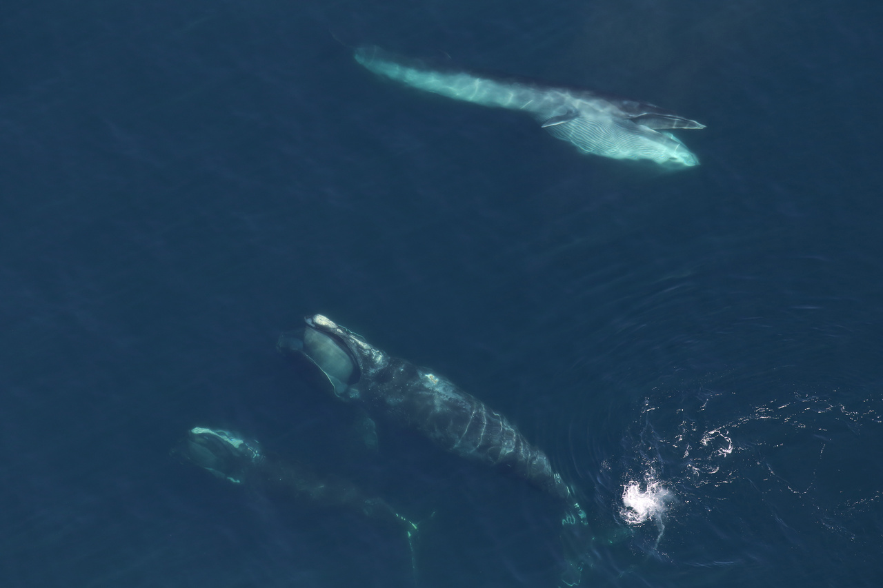 right-sei-whales.jpg