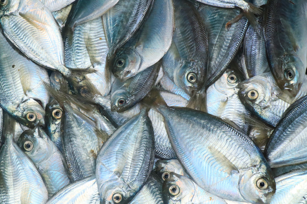 butterfish in a basket