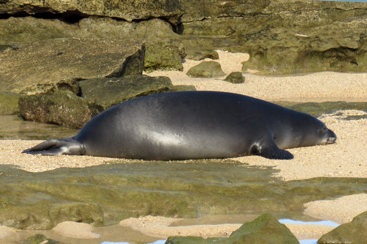 death of young hawaiian monk seal rl44/nanea