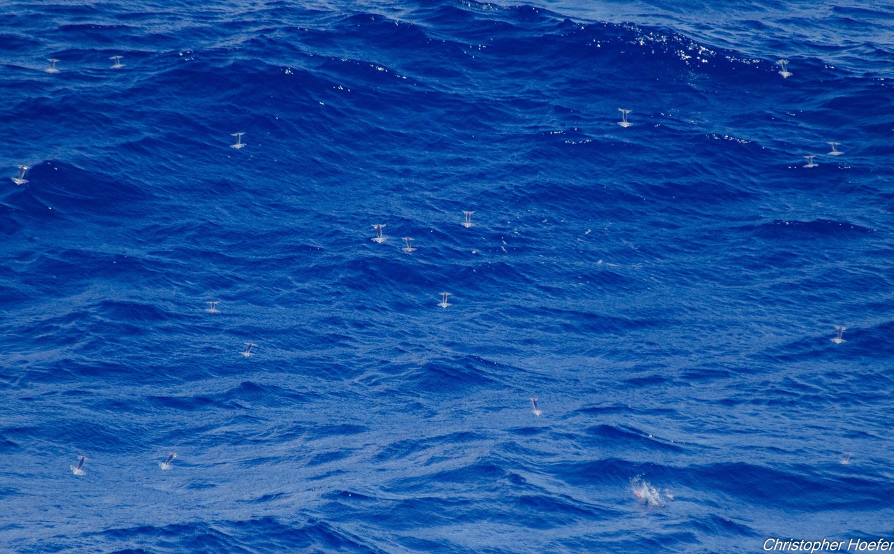 A school of flying squid scatter from the wake of the ship. Photo: NOAA Fisheries/Christopher Hoefer.