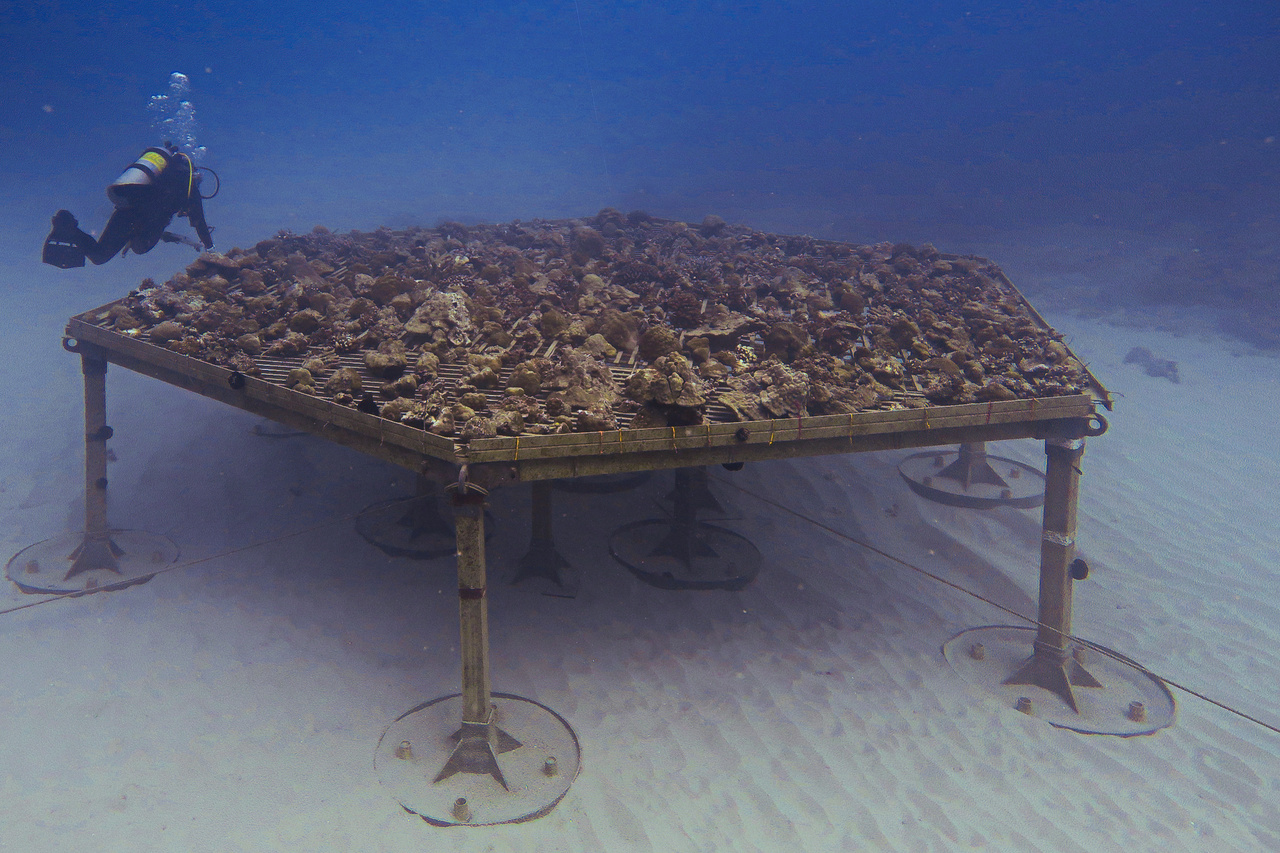 NOAA Develops A New Type of Coral Nursery NOAA Fisheries