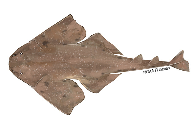 Smoothback angelshark illustration