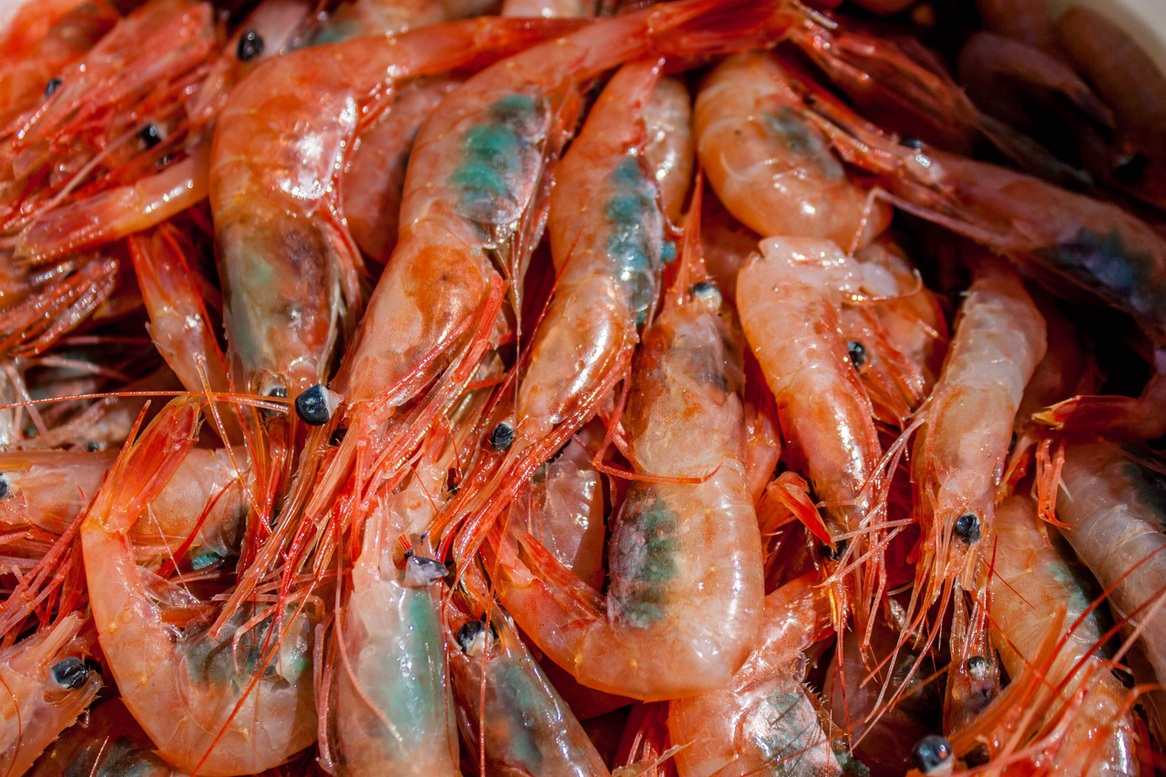 pink-shrimp-gulf-of-maine.jpg
