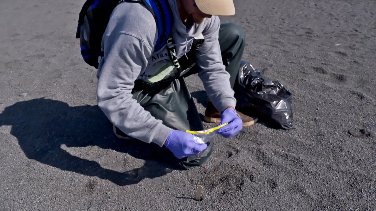 Collecting scat on Bogoslof Island.
