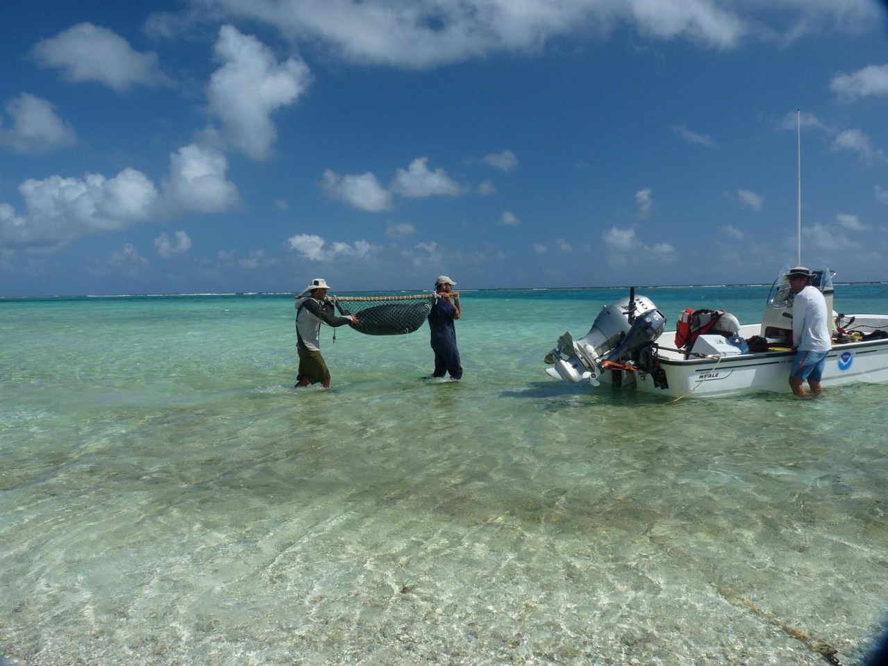 Photograph of researchers carrying a recently weaned pup to an outboard vessel anchored in shallow water.