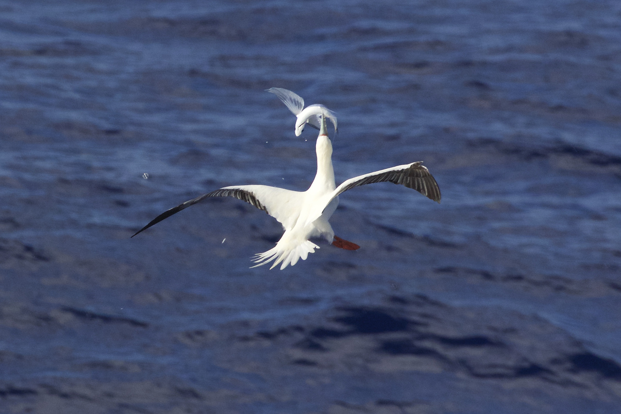 The saying goes, "there are plenty of fish in the sea." Well, thanks to the deft hunting skills of this red-footed booby, now there is one less fish in the sea. Of the three species of boobies in Hawai'i, this species specializes in aerial pursuit—snatching the fish right out of the air! The chase is spectacular, with the bird nimbly juggling the fish to swallow it head-first. Photo: NOAA Fisheries/Michael Force.