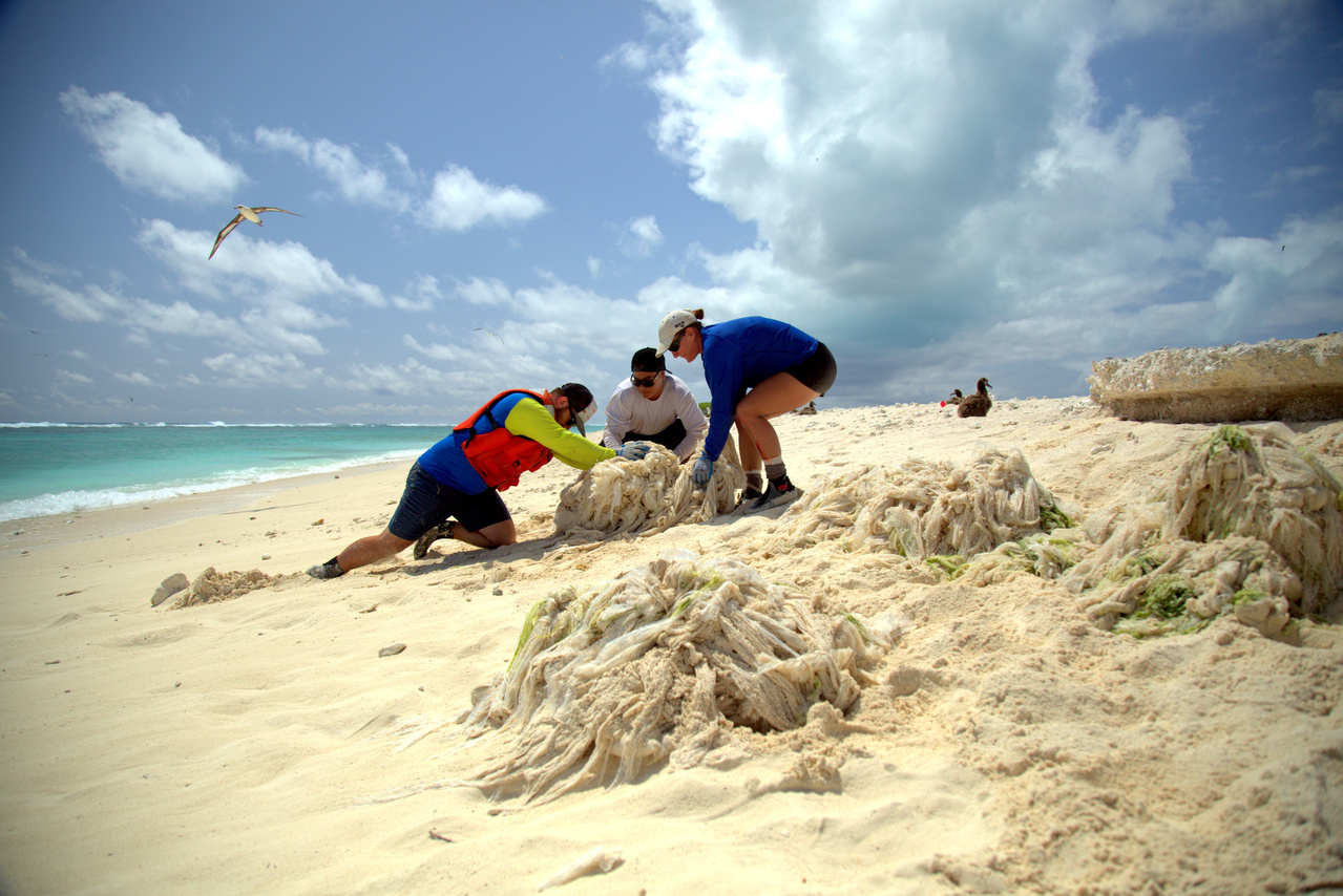 The Marine Debris team removed a large bundle of thin plastic film weighing 270 kg (594 lbs.) from the southeastern shoreline of Eastern Island on April 18, 2016. The thin plastic film is often mistaken as food by threatened green sea turtles. The team was able to remove 100% of the film! Photo: NOAA Fisheries/Ryan Tabata