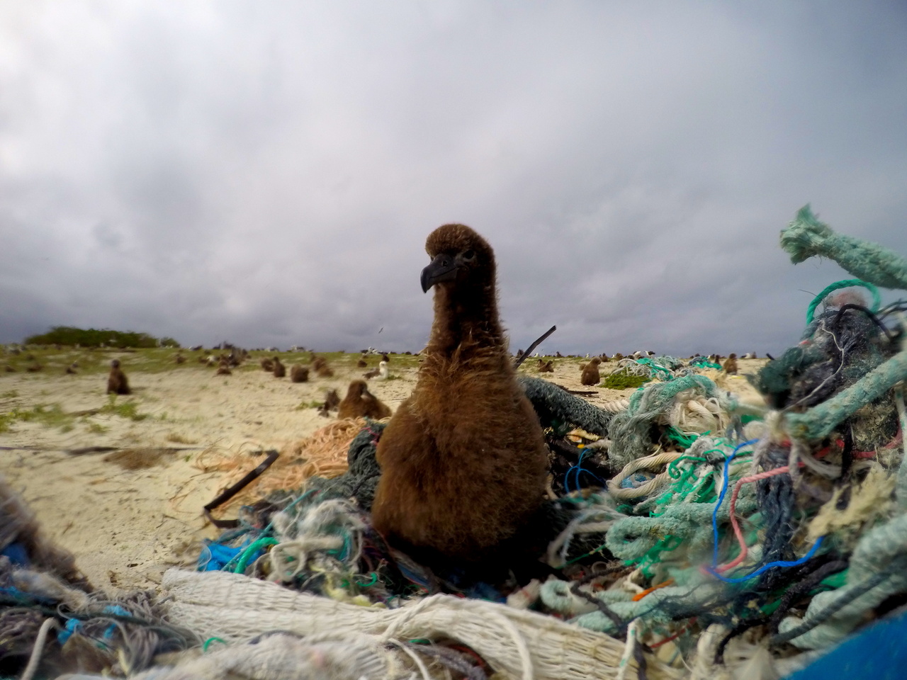 On April 15, 2016, the team members started removing derelict fishing gear and plastics from the shorelines of Eastern Island. A Laysan Albatross chick was found perching on a pile of derelict fishing net. Photo: NOAA Fisheries
