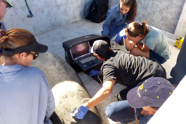 Monk seal getting an ultrasound.