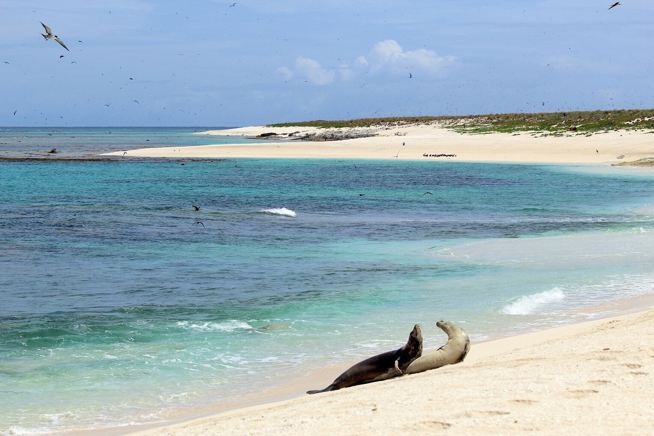 Two monk seals on the beach at Laysan.