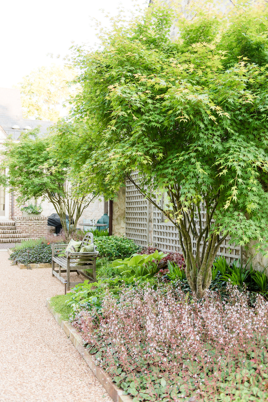 The shade-loving ground cover along the latticework wall include a patchwork of heuchera, ferns, mazus, ajuga, solomon’s seal. The shade-loving ground cover along the latticework wall include a patchwork of heuchera, ferns, mazus, ajuga, solomon’s seal.
