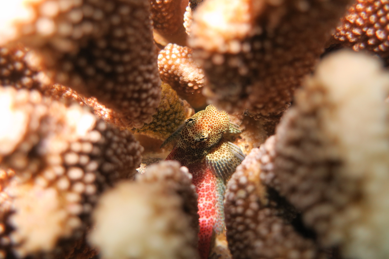 A spotted coral blenny (Exallias brevis) makes its home among the branches of a Pocillopora grandis colony in the shallow waters of Ko Olina. For this species of blenny, the coral provides shelter as well as food. Spotted coral blennies feed exclusively on live coral tissue, leaving behind "blenny kisses" (small circular mouth marks). <br><i>Photo: NOAA Fisheries/Mollie Asbury.</i>