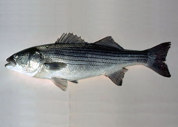 striped-bass.png