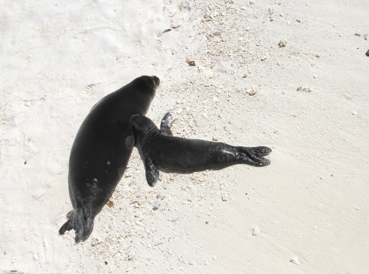 Two monk seal pups resting on the shore.