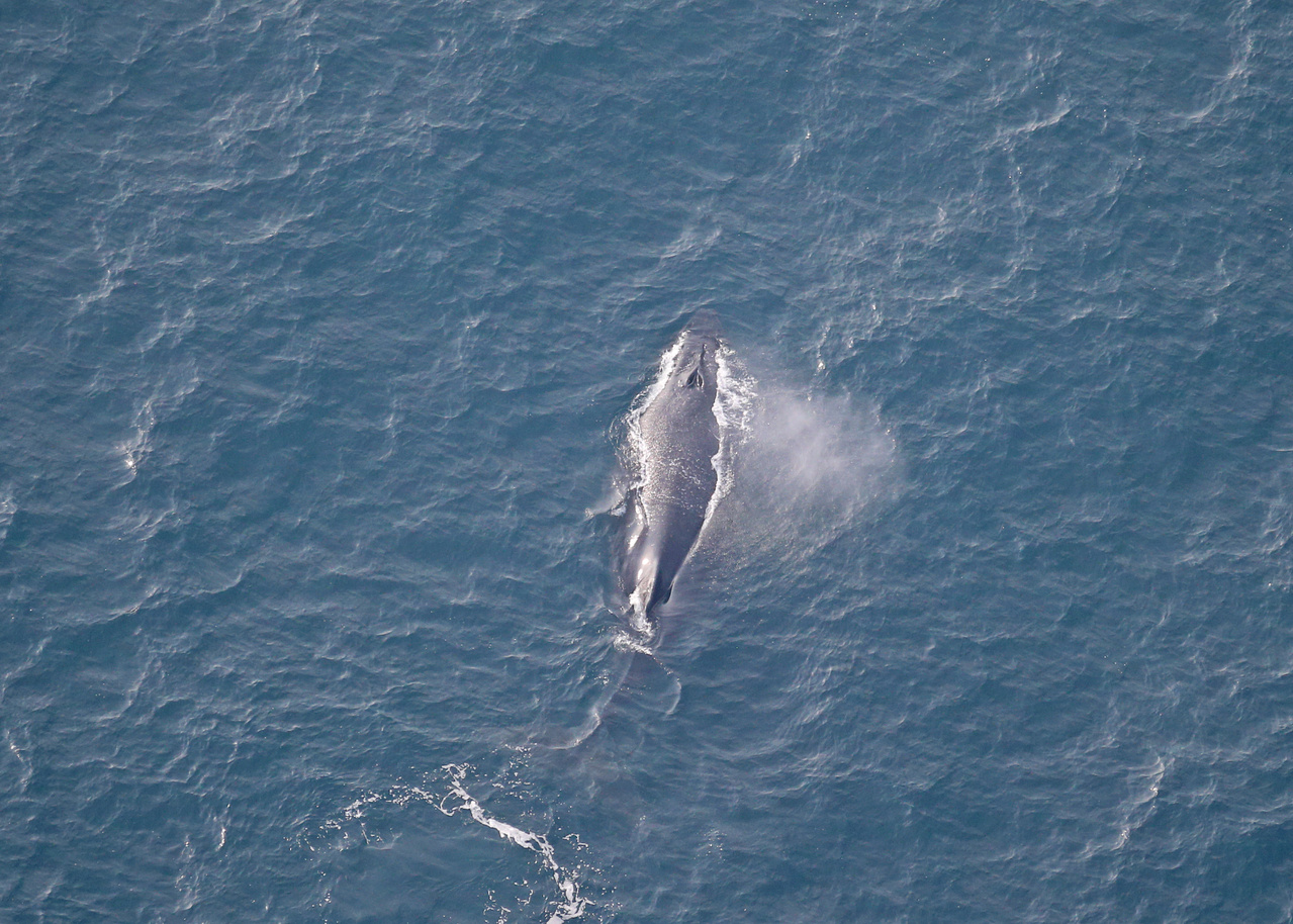 Humpback whale spotted during ASAMM 2019.