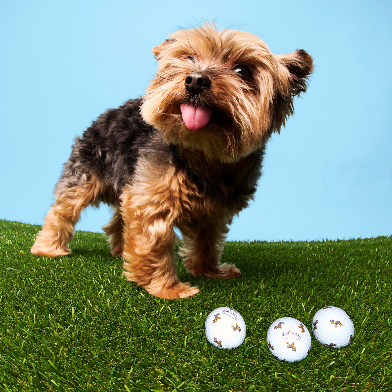 [온라인 단독] 크롬투어 트루비스 스몰독 에디션: 요키